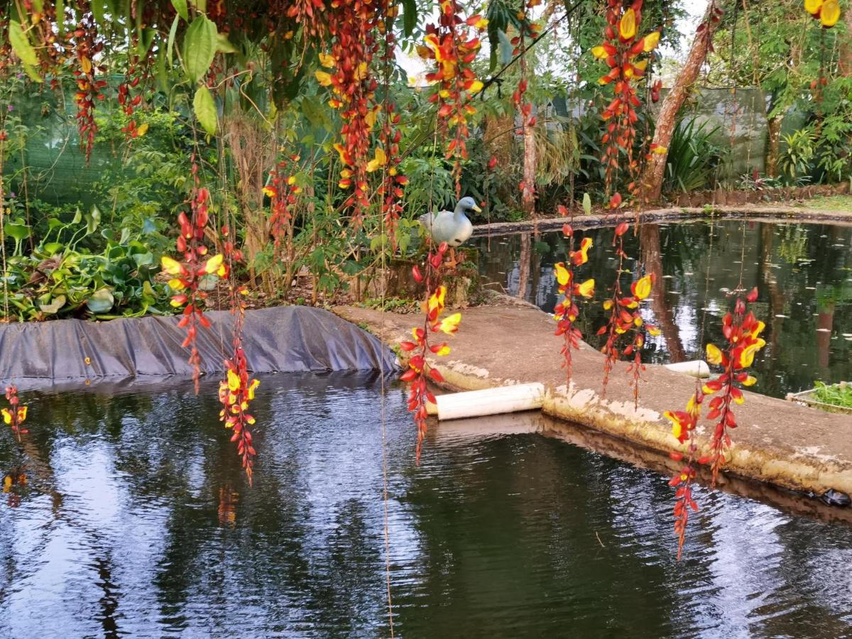 Greenhouse Loft Miravalles Aguas Claras  المظهر الخارجي الصورة